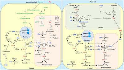 Interkingdom Comparison of Threonine Metabolism for Stem Cell Maintenance in Plants and Animals